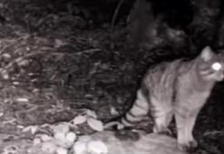 Yaban hayvanları fotokapanla görüntülendi