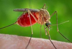 Küba'da sivrisinek kaynaklı salgın hastalıklar nedeniyle 33 kişi hayatını kaybetti