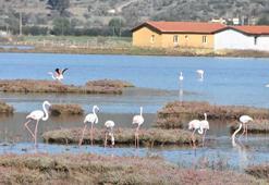 Flamingolara ev sahipliği yapan Tuzla Sulak Alanı'nda göl yüzeyi deniz maruluyla kaplandı