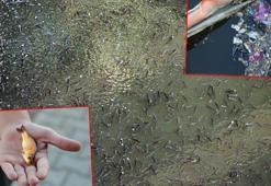 Seyhan Nehri'nde balık ölümleri