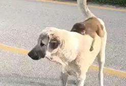 Sırtında maymun gezdiren köpek ilgi odağı oldu