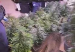 Arnavutköy'de 580 gündür aranan şüpheli evinde uyuşturucu madde yetiştirirken yakalandı