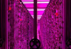 Üniversite kampüsünde 7 bin metrekareye eş değer dikey tarım laboratuvarı kuruldu