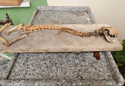 Artvin’de 55 santimetre boyunda hayvan iskeleti bulundu