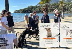 Hayvanseverlerden 'can dostları sahiplendirmek için' seferberlik