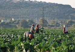 Mevsim normalleri üzerindeki sıcaklık kış sebzelerini erken olgunlaştırdı