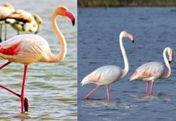 Göksu Deltası'nda göçmen kuş yoğunluğu