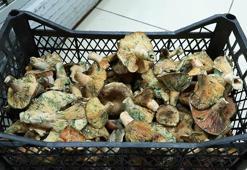 'İstanbul'da bir ayda 60 kişi mantar zehirlenmesi nedeniyle hastaneye başvurdu'