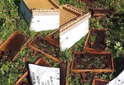 Ayı, arı kovanlarını parçaladı