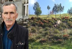 Kangal köpeği ile kurdun boğuştu anlar kamerada