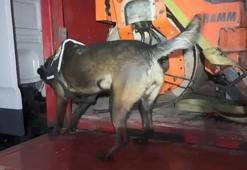 TIR'a yüklü asfalt silindir makinesine gizlenmiş 102 kilo metamfetamin ele geçirildi