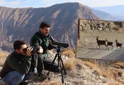 Erzurum'un 5 ilçesinde yaban keçisi envanter çalışması
