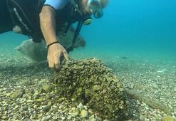 İstilacı istiridye ve midyeler, yerli deniz kestanelerinin yerini aldı