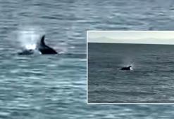 Saros’ta kıyıya yakın yüzen yunus görüntülendi