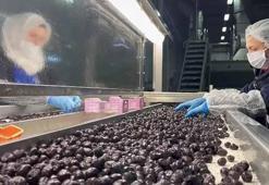 Mehmetçiğin kumanya zeytini, özel olarak seçilip laboratuvarda inceleniyor