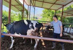 Muğla'da 11 mahalle şap hastalığı nedeniyle karantinaya alındı