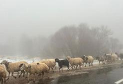 Tunceli’nin yüksek kesimleri beyaza büründü