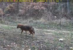 Ormanda dolaşan vaşak ile kurt fotokapana yansıdı