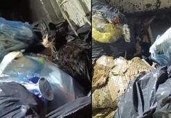 Konteyneri boşaltırken gördükleri ağzı bağlanmış poşetteki kediyi kurtardılar