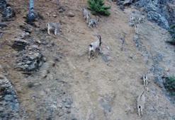 Tunceli'de yaban keçisi avlayanlara dron destekli operasyon