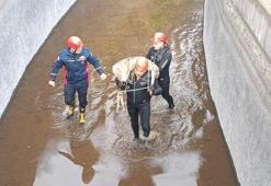 Su kanalına düşen karacayı, itfaiye kurtardı