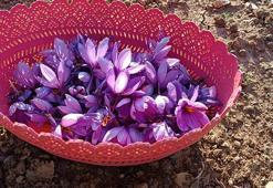 Batman’da fıstığa alternatif olarak ektiği safrandan yüksek verim aldı