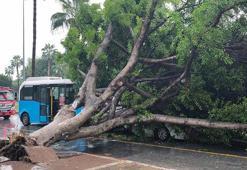Mersin'de kökünden sökülen ağaç, seyir halindeki araçların üzerine devrildi