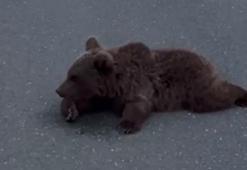 Yolda yaralı bulunan bozayı tedaviye alındı