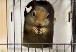 DKMP: İş yerinde tutulan sincaba el konuldu