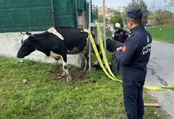 Avcılar'da direk ile duvar arasında mahsur kalan ineği itfaiye kurtardı