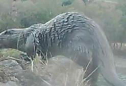 Su samurlarının doğal yaşamı fotokapana yansıdı