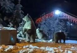 Ayılara kar topu attılar