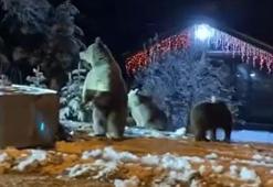 Ayılara kar topu attılar