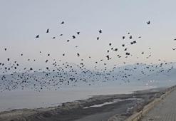 Bitlis'te gökyüzünde karga yoğunluğu kamerada