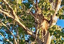 Anadolu parsı, Tunceli kırsalında ağaçta görüntülendi