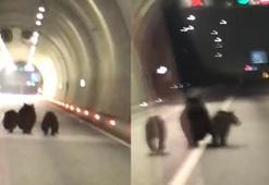 Tünele giren bozayı ile 2 yavrusu kamerada