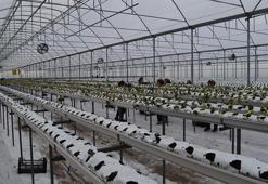 4 bin metrekarelik serada dört mevsim topraksız çilek üretiyor