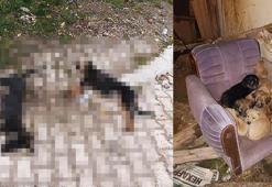 'Sahipsiz köpekler zehirlenerek öldürüldü' iddiası