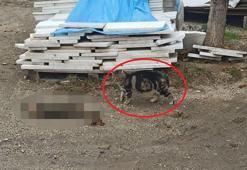 Otomobil kediye çarptı, bir başka kedi başında bekledi ;o anlar kamerada