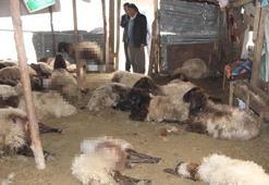 Sokak köpeklerinin saldırdığı 28 koyun telef oldu