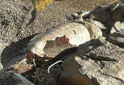 Bodrum'da ölü caretta caretta kıyıya vurdu