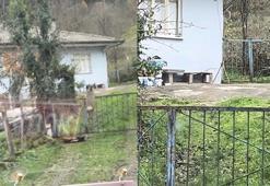 Öğrenci servisinin önünden gidip, korkuluklardan atlayan karaca kamerada