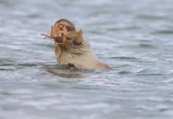 Su samuru, Bostancılar Göleti'nde görüntülendi