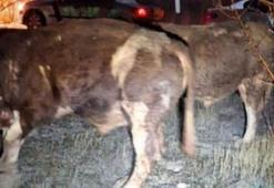 Ankara'da büyükbaş hayvan hırsızları tutuklandı