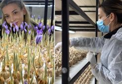 Mesleğinden vazgeçip, safran üretimine başladı; gramı 700 TL