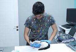 Evcil hayvanlara çip taktırmak için son gün 31 Aralık