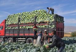 Türkiye'nin beyaz lahana üretiminin yüzde 20'si Niğde'den