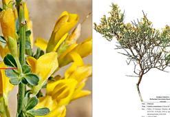 Toroslar’da yeni bitki türü keşfi; adı ‘Ermenek borcağı’ oldu