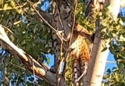 Prof. Dr. Sözen: Ağaçtaki Anadolu Parsı değil, vaşak