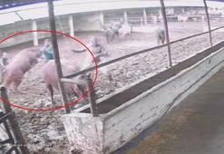 Besiciye boğa saldırdı; o anlar kamerada